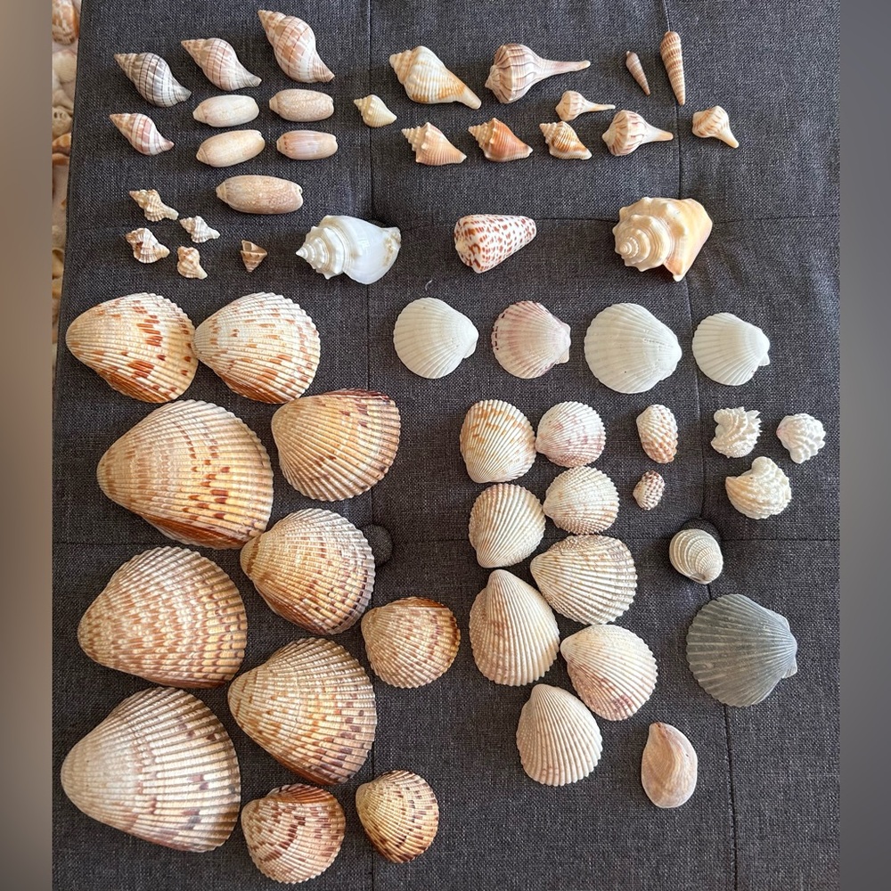 Perfect Seashell Package - All Shells Pictured - Picture 2 of 9